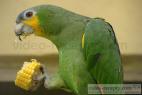 Recept Varená kukurica - na kukurici si pochutí aj papagáj
